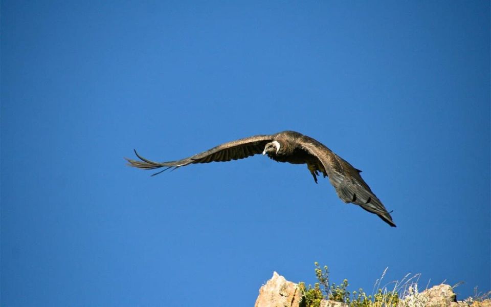 From Arequipa: Colca Valley 2-Days Ending in Puno - Booking Information