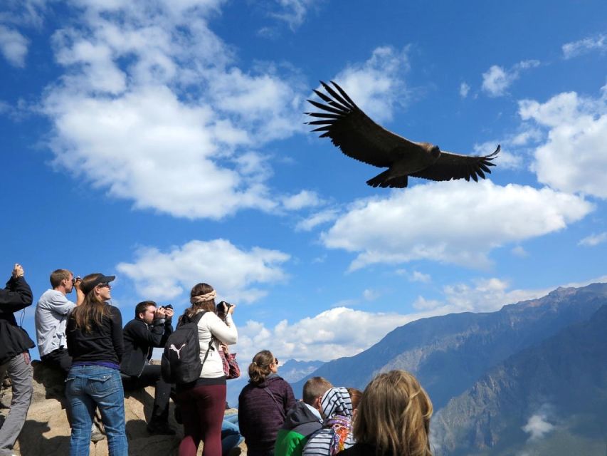 From Arequipa: Day Trip to the Colca Canyon - Key Points