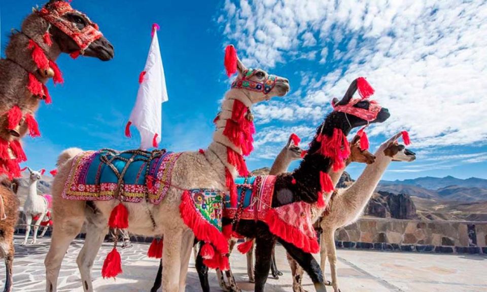 From Arequipa: Excursion to the Colca Canyon | 2 Days - Recap