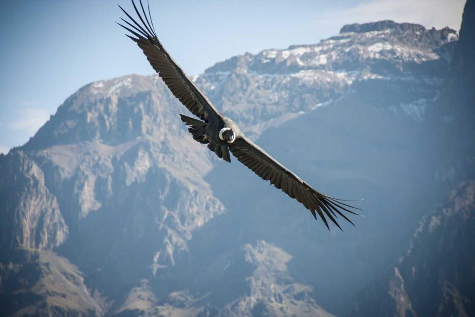 From Arequipa | Excursion to the Colca Canyon Ending in Puno. - Inclusions and Costs