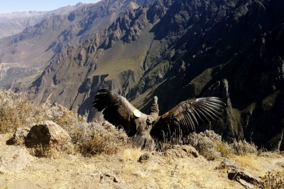 From Arequipa: Fantastic Tour to Colca Canyon | 2 Days/1 Night | - Key Points