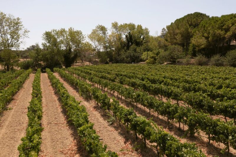 From Argostoli: Private Wine Tasting & Vineyard Tour - Wine Culture and Experience