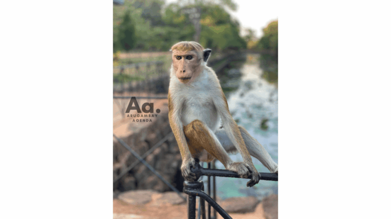 From Arugambay: Day-Trip to Sigiriya, The Lion Rock - Good To Know