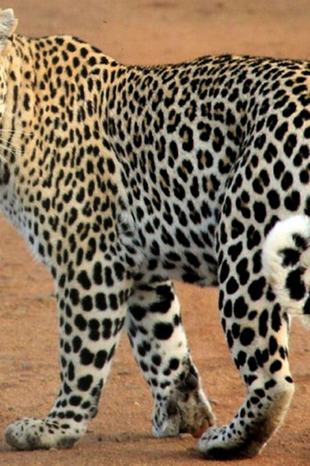From Arugambay: Yala National Park Safari (5 H) Arugam Bay - Comfortable Transportation and Amenities