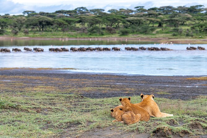 From Arusha: 11 Days Famous Serengeti Inside Out Safari Trip - Reviews and Testimonials