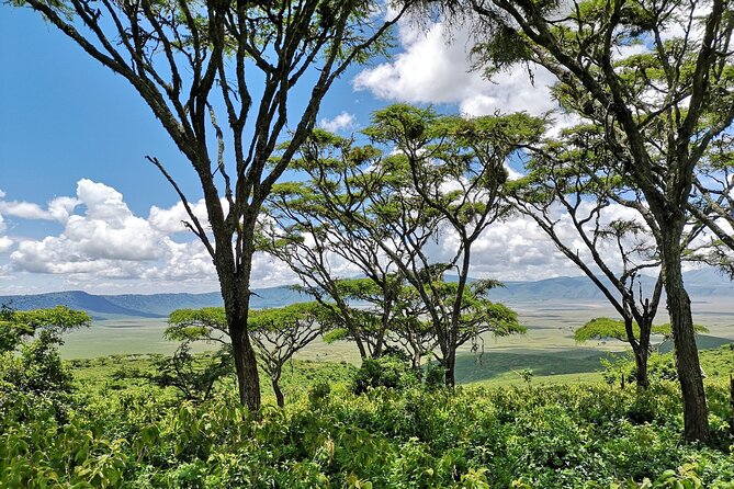 From Arusha: 11 Days the Classics Northern Tanzania Safari - Booking and Pricing