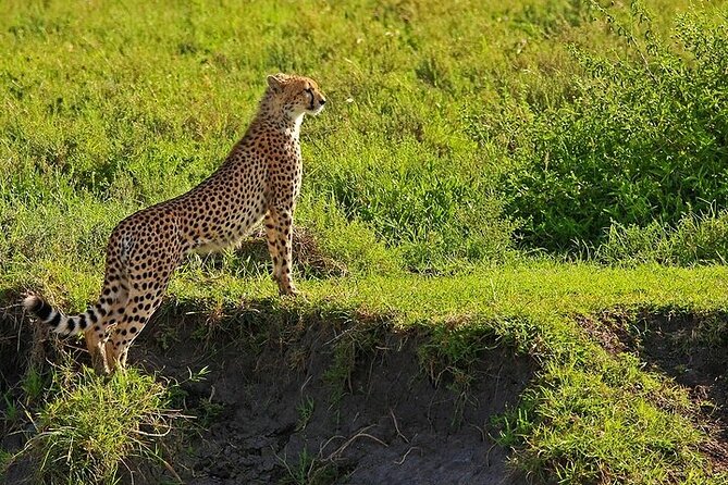 From Arusha: 5 Days Classic Safari Cats, Calves & Crater - About the Operator