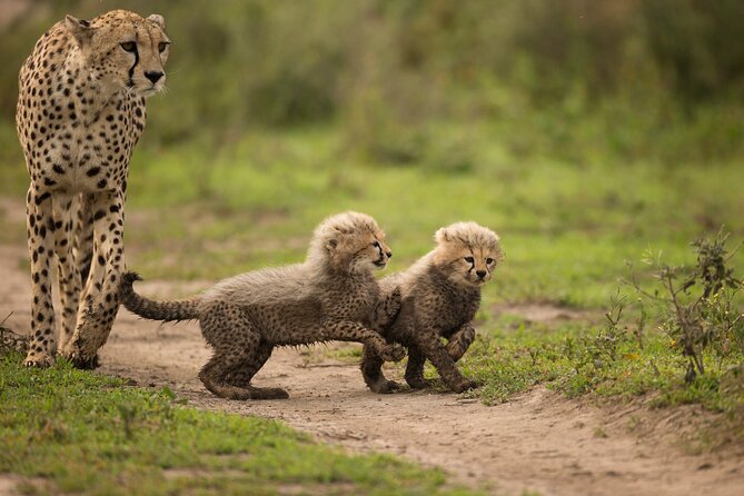From Arusha: 6 Day Classic Game Drive Serengeti & Ngorongoro - Booking Process