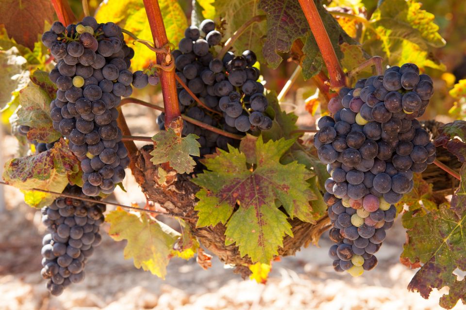From Atlanta: Half-Day Wine Country Tour - Key Points