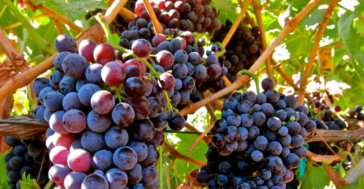 From Atlanta: Half-Day Wine Country Tour - Winery Visits