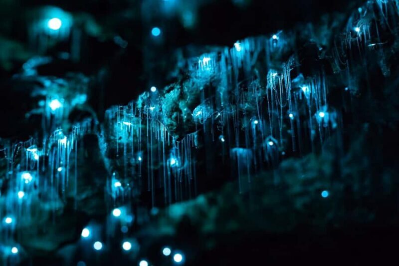 From Auckland: Hobbiton & Waitomo Caves Full-Day Trip - Who Will Love This Tour?