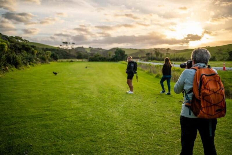 From Auckland: Kiwi Bird Encounter & 3-Course Dinner Tour - An Authentic Kiwi Night: What to Expect from the Tour