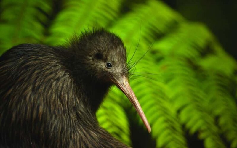 From Auckland: Kiwi Bird Encounter & 3-Course Dinner Tour - Final Thoughts