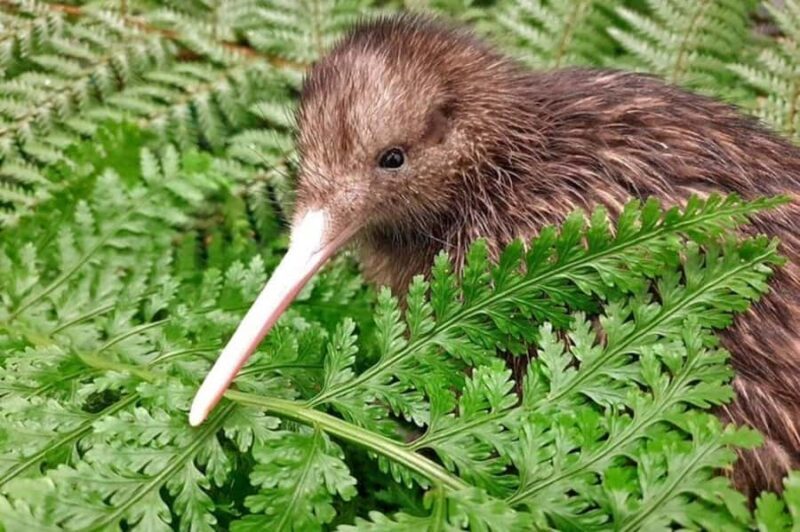 From Auckland: Kiwi Bird Encounter & 3-Course Dinner Tour - Frequently Asked Questions