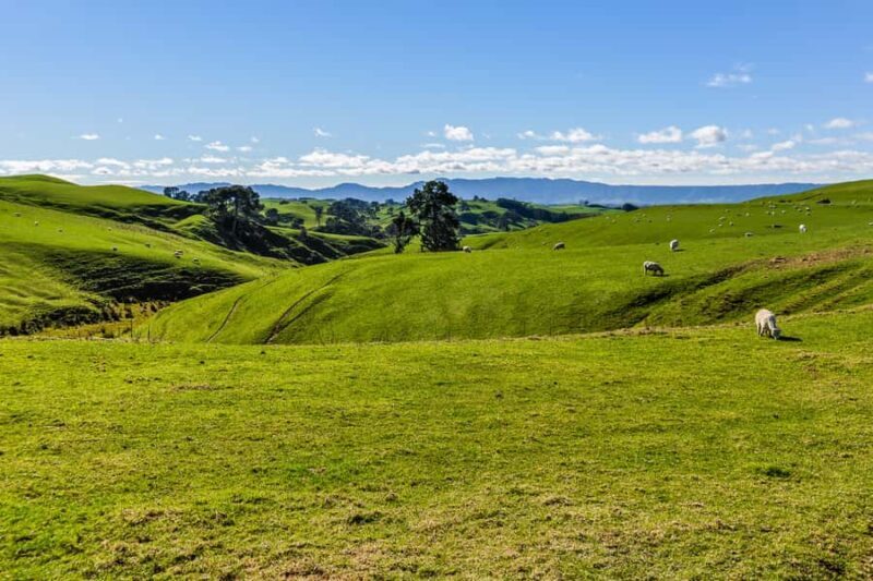 From Auckland or Rotorua: Hobbiton & Waitomo Tour with Lunch - FAQ