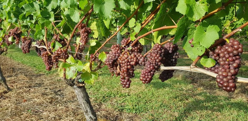 From Auckland: Small Group Kumeu Wine Tour With Lunch - Pickup Details