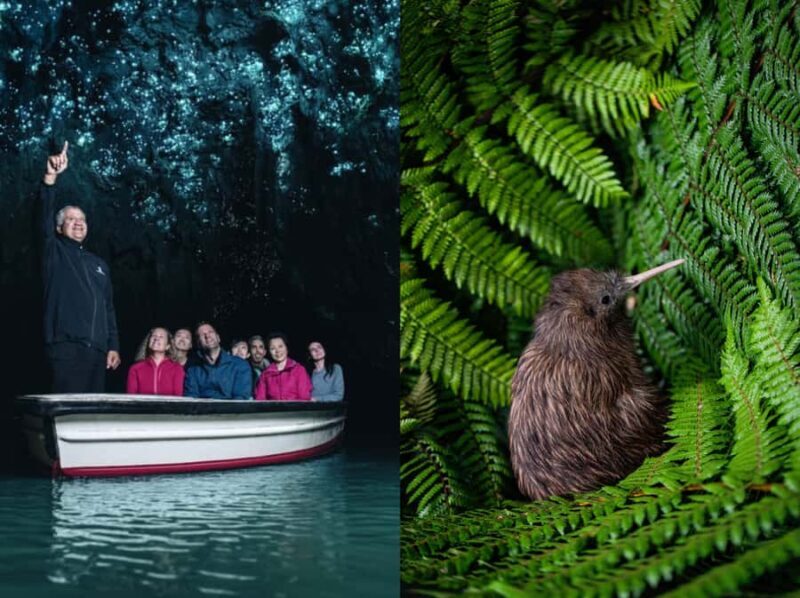 From Auckland: Waitomo Caves and Kiwi House Group Tour - Key Points