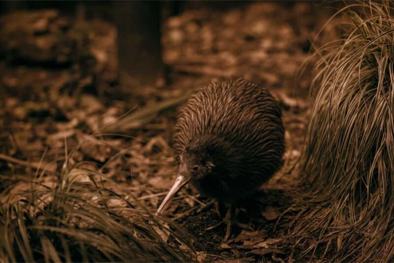 From Auckland: Waitomo Caves and Kiwi House Group Tour - The Experience: What Travelers Are Saying