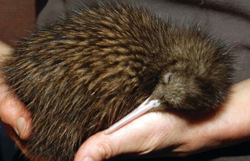 From Auckland: Waitomo Glow Worm Caves & Rotorua Tour - Who Should Consider This Tour?