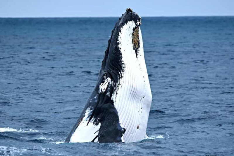 From Augusta: Whale Watching Award Winning Tour - Why Choose This Whale Watching Tour?