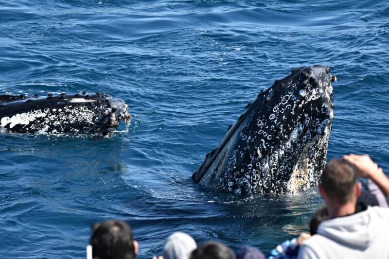 From Augusta: Whale Watching Award Winning Tour - What You’ll See and Learn