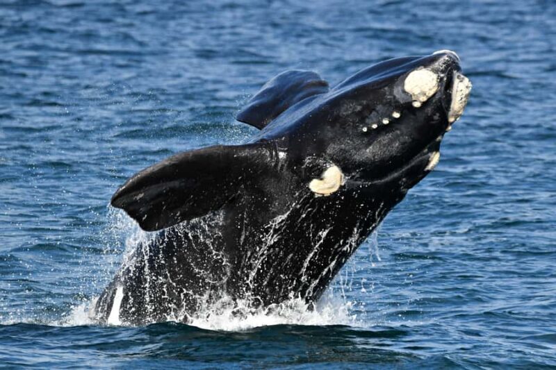 From Augusta: Whale Watching Award Winning Tour - Value and Pricing