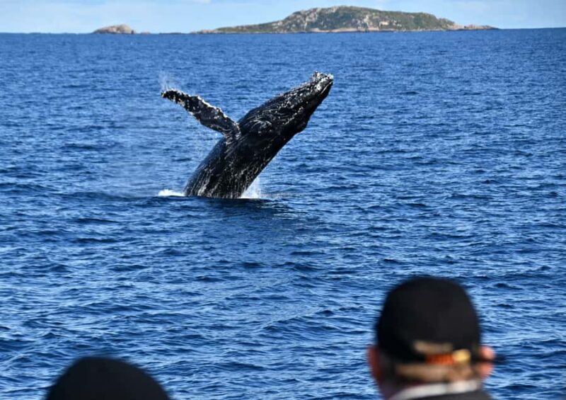 From Augusta: Whale Watching Award Winning Tour - Reviews and Authentic Perspectives