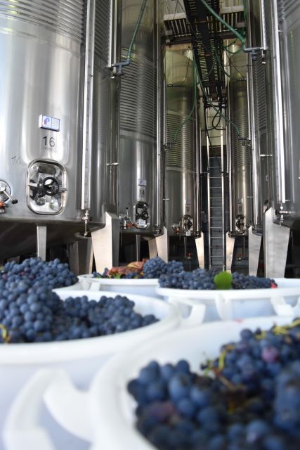 From Aveiro: Real Cave Do Cedro Guided Tour - Guided Tour of the Winery