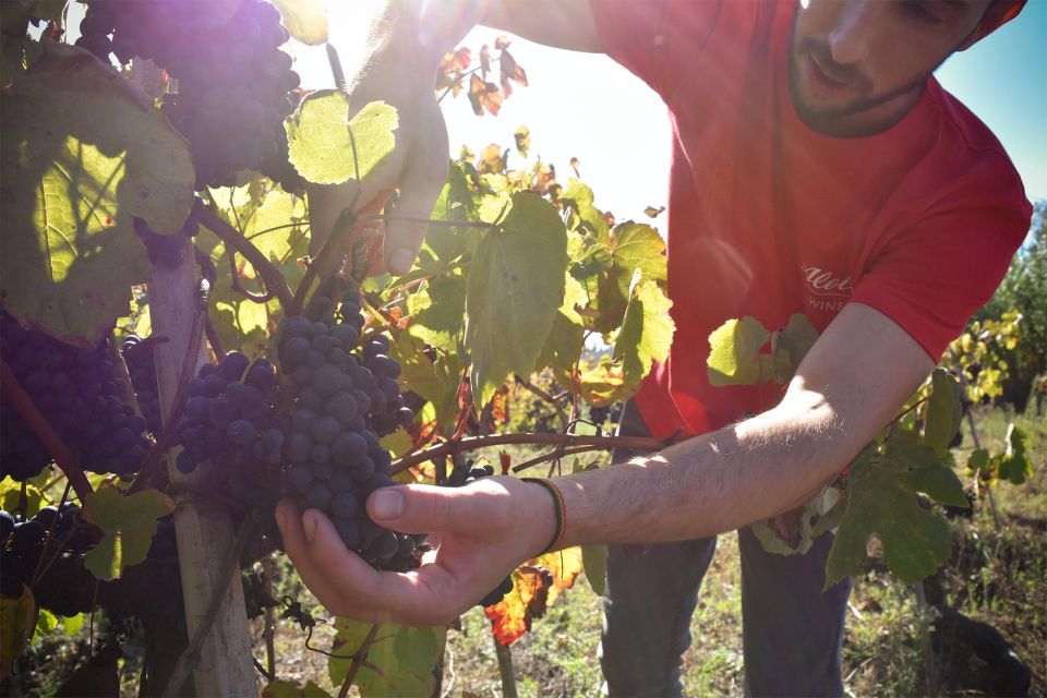 From Aveiro: Real Cave Do Cedro Guided Tour - Tasting the Aleixo DOC Bairrada Wines