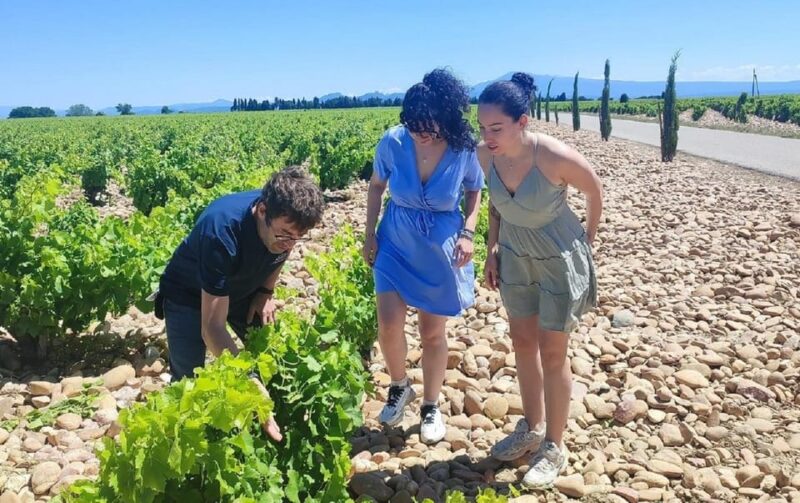 From Avignon: Châteauneuf Du Pape Half-Day Wine Tour - Exploring the Renowned Vineyards