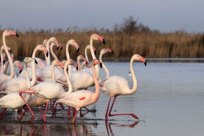 From Avignon: Half-Day Camargue and Saintes-Maries-de-la-Mer - Local Culture and Wildlife