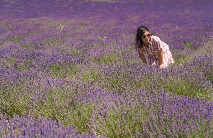 From Avignon: Half Day Lavender Tour to Sault - Free Time in Sault