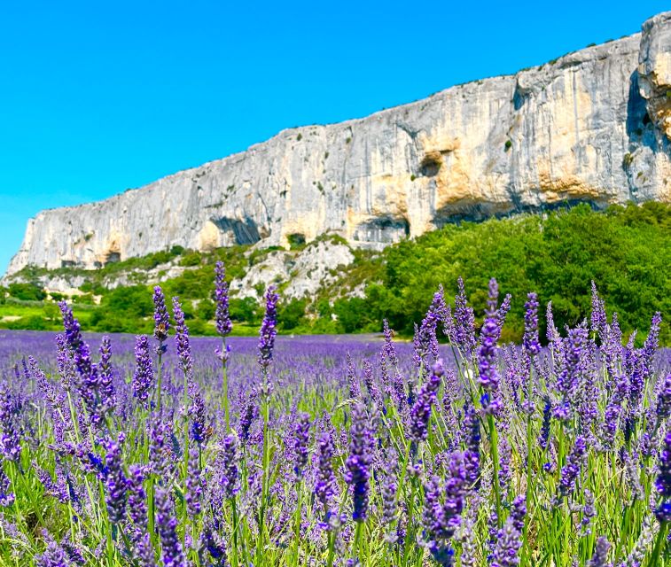 From Avignon: Lavender Tour Around Valensole or Sault - Key Points