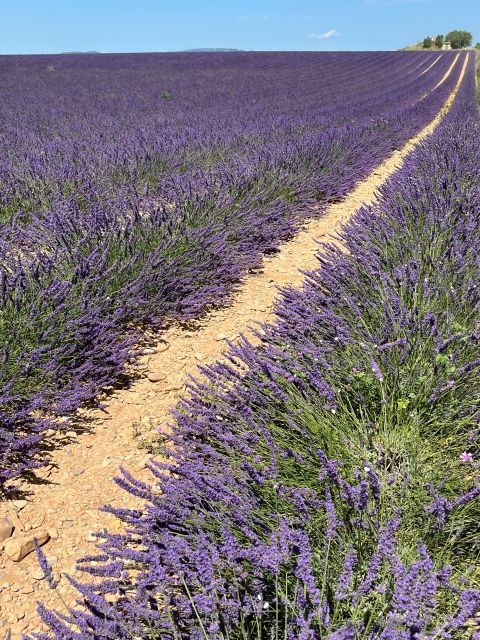 From Avignon: Lavender Tour Around Valensole or Sault - Valensole Tour Itinerary
