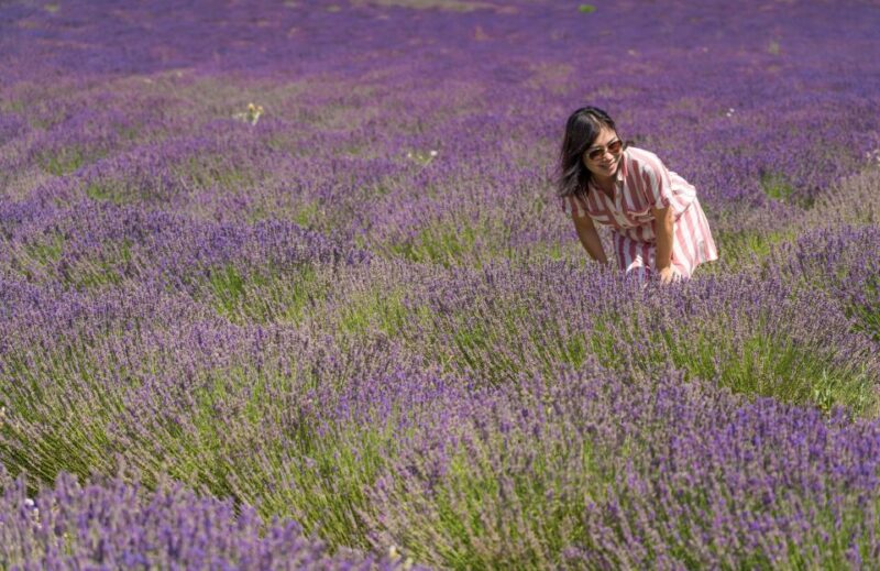 From Avignon: Lavender Villages Full-Day Tour - Exploring the Lavender Fields