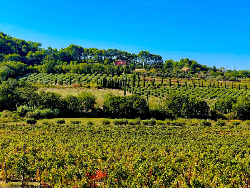 From Avignon: Provence Highlights Full-Day Tour - Les Baux De Provence