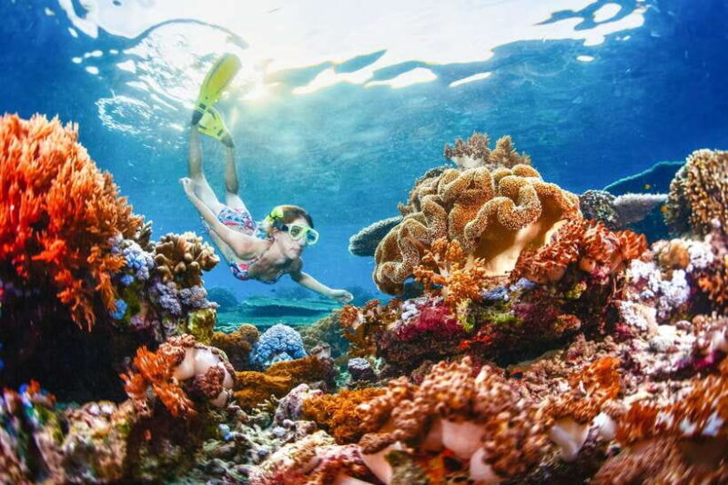 From Bali: Half Day Snorkeling 3 Spots to Lembongan & Penida - Key Points
