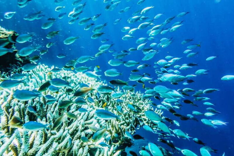 From Bali: Half Day Snorkeling 3 Spots to Lembongan & Penida - An In-Depth Look at the Tour Experience