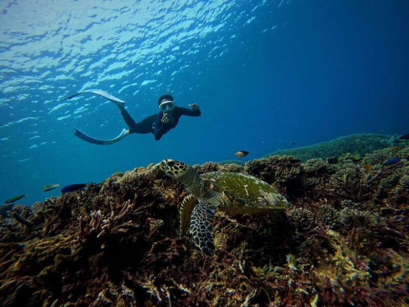 From Bali: Half Day Snorkeling 3 Spots to Lembongan & Penida - Final Thoughts: Is This Tour Right for You?