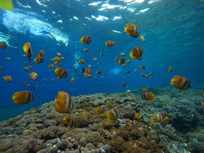 From Bali: Half Day Snorkeling 3 Spots to Lembongan & Penida - Frequently Asked Questions