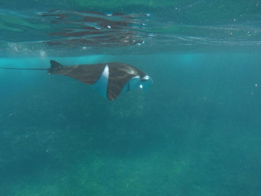 From Bali: Manta Ray Tour in Nusa Lembongan and Nusa Penida - Key Points