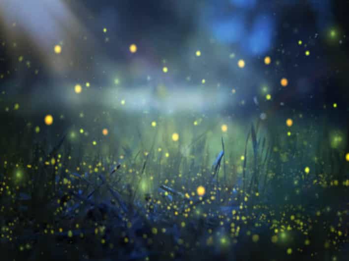 From Bali: Night Fireflies Tour & Balinese Cultures Insights - Good To Know
