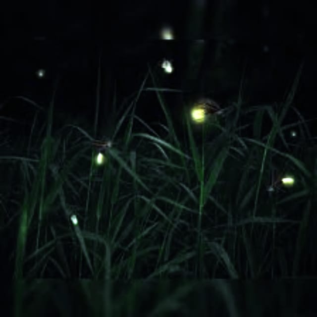 From Bali: Night Fireflies Tour & Balinese Cultures Insights - Pickup and Cancellation Policy