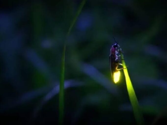 From Bali: Night Fireflies Tour & Balinese Cultures Insights - Optional Activities