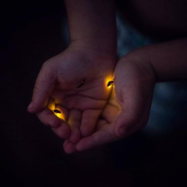 From Bali: Night Fireflies Tour & Balinese Cultures Insights - Customer Reviews