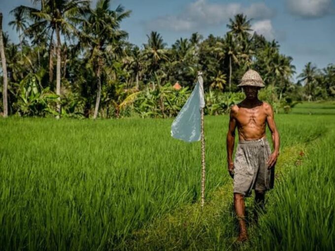 From Bali: Night Fireflies Tour & Balinese Cultures Insights - Important Information