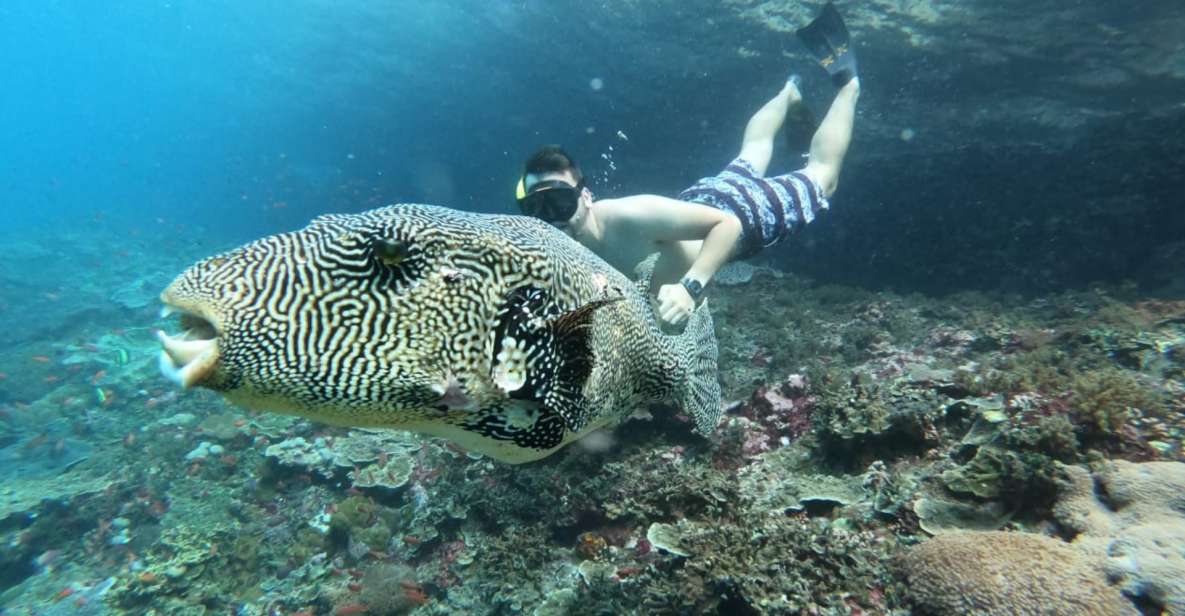 From Bali: Nusa Lembongan Snorkeling, Mangrove and Land Tours - Guided Adventure Details
