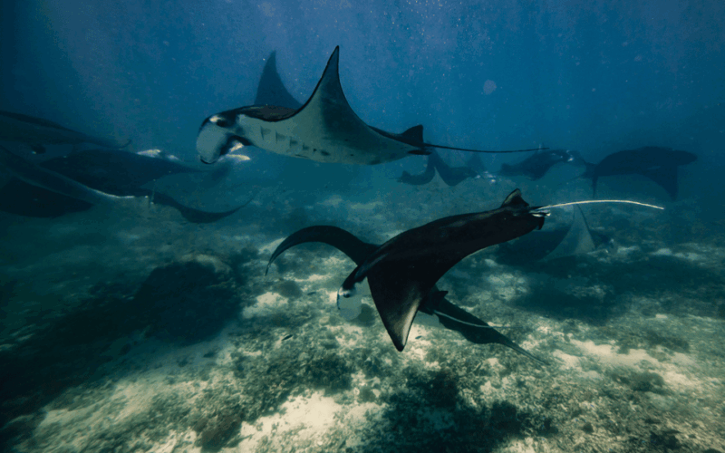 From Bali: Nusa Penida Day Trip and Swimming With Manta Rays - Suitability and Recommendations