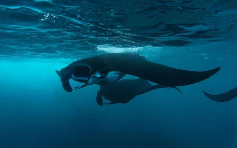 From Bali: Nusa Penida Private Snorkeling Tour with Lunch - Key Points