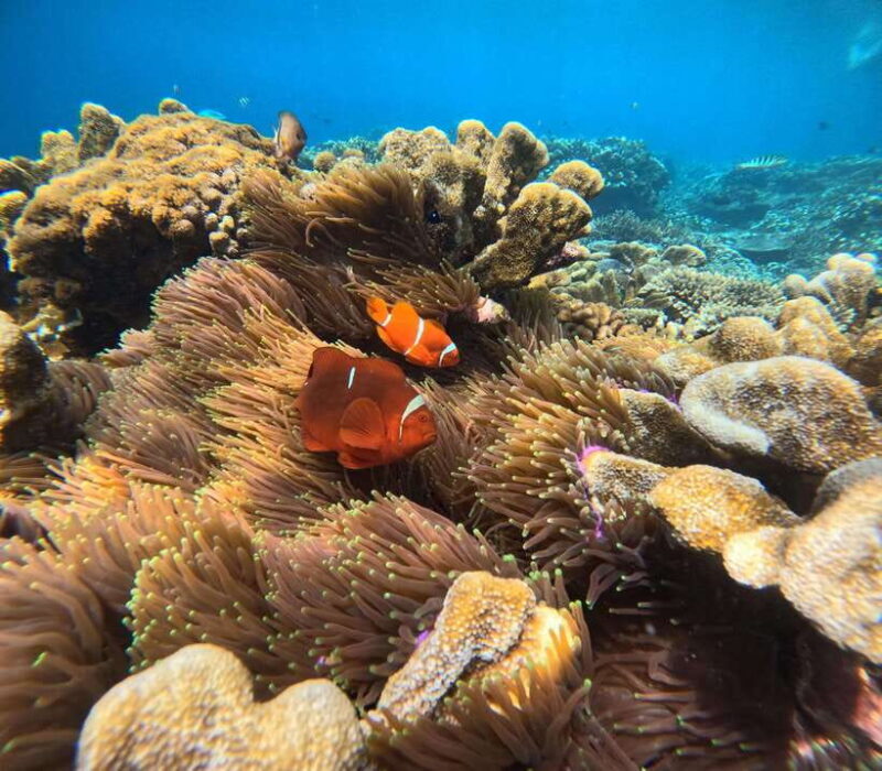 From Bali : Snorkeling & Nusa Penida Island Tour with Lunch - Final Thoughts: Is This Tour Right for You?